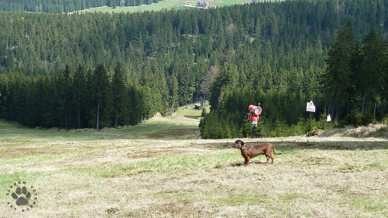 Żmijowa Polana